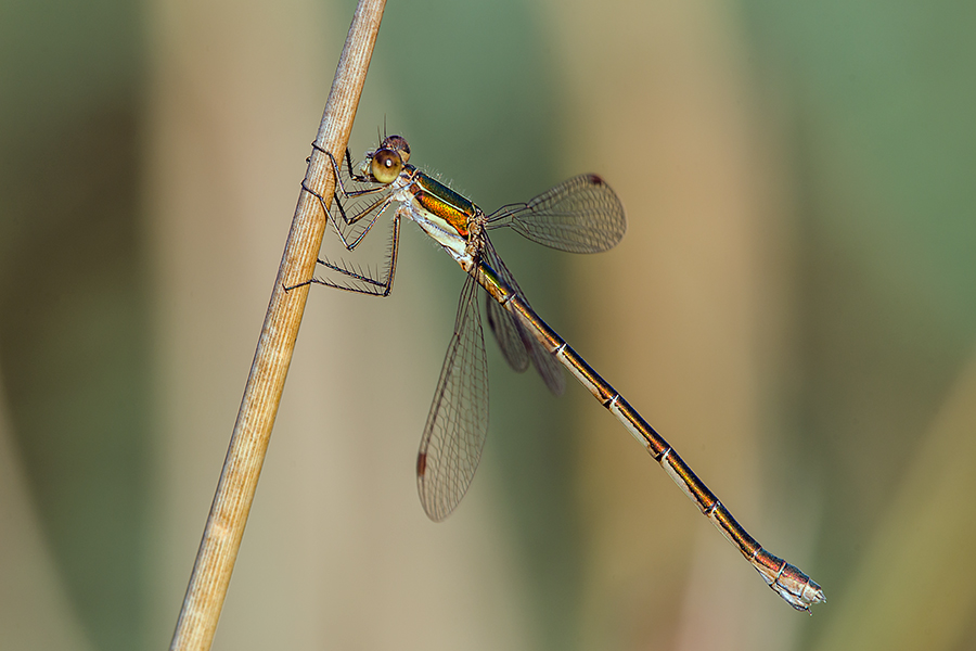 Lestes sponsa? No. femmina di Lestes virens vestalis